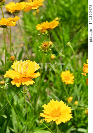植物:オオキンケイギク キク科 植物:オオキンケイギク キク科 141390472