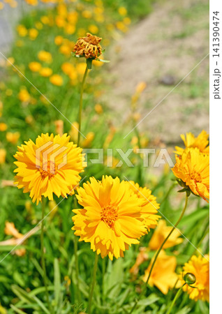 植物:オオキンケイギク キク科 植物:オオキンケイギク キク科 141390474