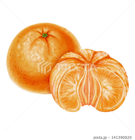 Composition of peeled tangerines. Watercolor illustration of peeled and unpeeled mandarins. A citrus fruit. Perfect for New Year designs, packaging, menus, branding, and food design Composition of peeled tangerines. Watercolor illustration of peeled and unpeeled mandarins. A citrus fruit. Perfect for New Year designs, packaging, menus, branding, and food design 141390820