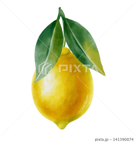 Watercolor illustration of lemons on a branch with leaves on a white background. Botanical illustration with citrus fruits for premium packaging, menus, kitchen decor, weddings, open cards, invitation Watercolor illustration of lemons on a branch with leaves on a white background. Botanical illustration with citrus fruits for premium packaging, menus, kitchen decor, weddings, open cards, invitation 141390874
