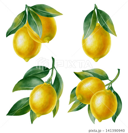Watercolor set of fresh lemons. Botanical set of branches with leaves and whole lemons. Bright citrus elements for food design, packaging, home decor, and cocktail menus. Watercolor set of fresh lemons. Botanical set of branches with leaves and whole lemons. Bright citrus elements for food design, packaging, home decor, and cocktail menus. 141390940