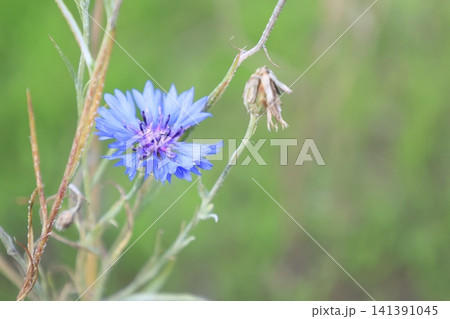 開花した青いヤグルマギクの花 開花した青いヤグルマギクの花 141391045