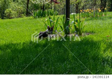 A young playful corgi puppy playing in the backyard. 141391114