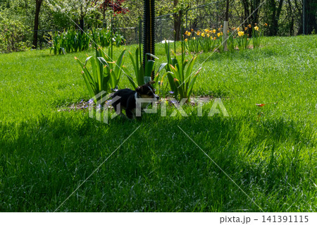 A young playful corgi puppy playing in the backyard. 141391115