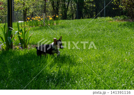 A young playful corgi puppy playing in the backyard. A young playful corgi puppy playing in the backyard. 141391116