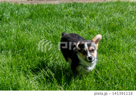 A young playful corgi puppy playing in the backyard. 141391118