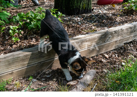 A young playful corgi puppy playing in the backyard. A young playful corgi puppy playing in the backyard. 141391121
