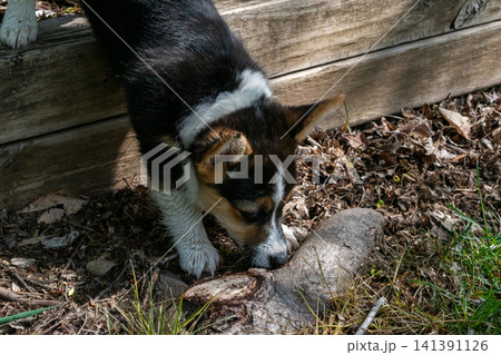 A young playful corgi puppy playing in the backyard. A young playful corgi puppy playing in the backyard. 141391126