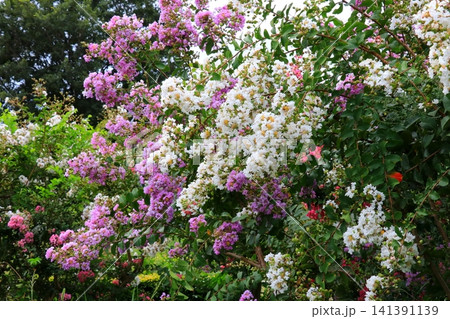 色とりどりのサルスベリの花 141391139