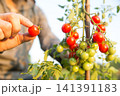 ミニトマトの収穫 141391183