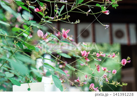 京都 梨木神社の萩 京都 梨木神社の萩 141391228