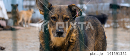 Homeless Dog in Animal Shelter Kennel Waiting for Adoption Homeless Dog in Animal Shelter Kennel Waiting for Adoption 141391381