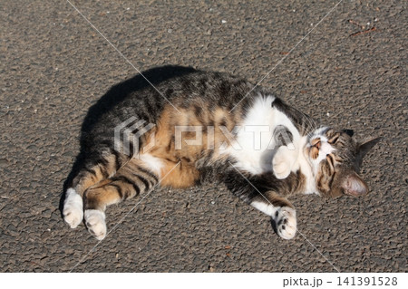 寝転がる猫 寝転がる猫 141391528