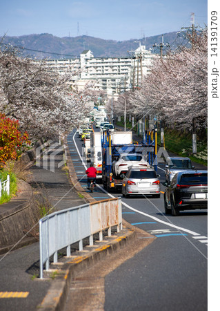 満開の桜並木の下を走る車列と春の街並み 満開の桜並木の下を走る車列と春の街並み 141391709