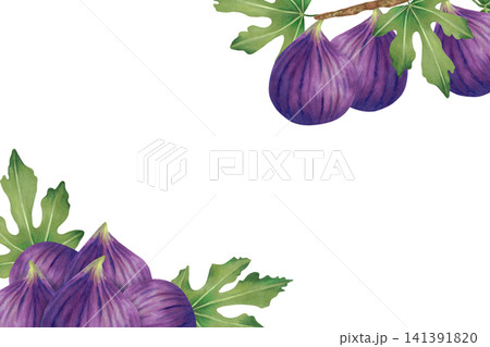Horizontal frame with purple figs with leaves and whole fruits. Watercolor illustration. Hand-drawn isolated background. Template with text and berries for food packaging, juices and product labels. 141391820