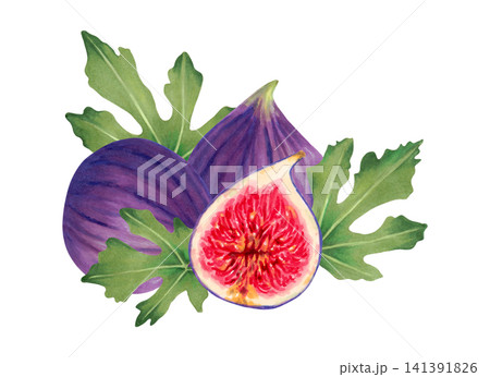 Fruit composition of a whole fig with a slice and leaves. Botanical watercolor illustration. Hand-drawn isolated art. Tropical berry sketch. Fig image for food packaging, juices and menu. Fruit composition of a whole fig with a slice and leaves. Botanical watercolor illustration. Hand-drawn isolated art. Tropical berry sketch. Fig image for food packaging, juices and menu. 141391826