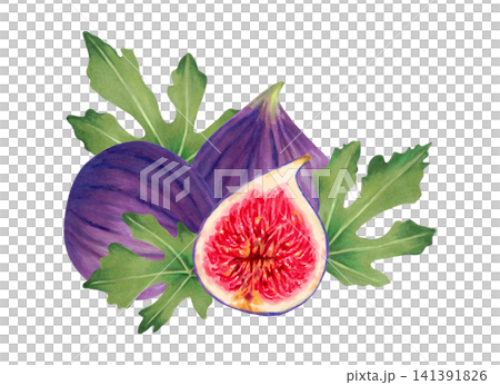 Fruit composition of a whole fig with a slice and leaves. Botanical watercolor illustration. Hand-drawn isolated art. Tropical berry sketch. Fig image for food packaging, juices and menu. Fruit composition of a whole fig with a slice and leaves. Botanical watercolor illustration. Hand-drawn isolated art. Tropical berry sketch. Fig image for food packaging, juices and menu. 141391826