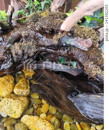 苔むした流木と黄色い石を配したアクアリウムの水景 141392205