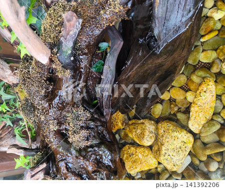 濡れた流木と苔と黄色い石を組み合わせたアクアリウム 濡れた流木と苔と黄色い石を組み合わせたアクアリウム 141392206