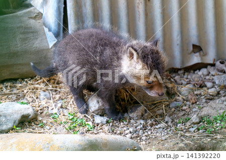 北海道の生まれたばかりのキタキツネの子ぎつね 可愛い野生動物素材 北海道の生まれたばかりのキタキツネの子ぎつね 可愛い野生動物素材 141392220