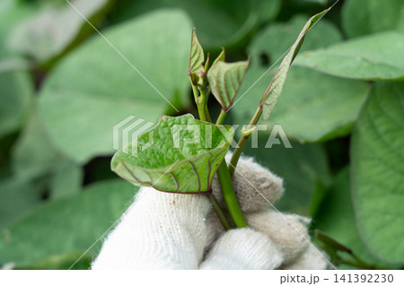 家庭菜園で育つサツマイモのツル、芋づるにつく害虫(9月) 害虫 軍手 家庭菜園で育つサツマイモのツル、芋づるにつく害虫(9月) 害虫 軍手 141392230