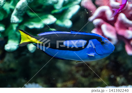 泳ぐ鮮やかな青色のナンヨウハギ・美しい海水魚 泳ぐ鮮やかな青色のナンヨウハギ・美しい海水魚 141392240