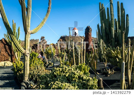 Jardin de Cactus designed by Cesar Manrique in Guatiza, Lanzarote. Traditional windmill rising above the famous Cactus Garden in Lanzarote. Jardin de Cactus designed by Cesar Manrique in Guatiza, Lanzarote. Traditional windmill rising above the famous Cactus Garden in Lanzarote. 141392279