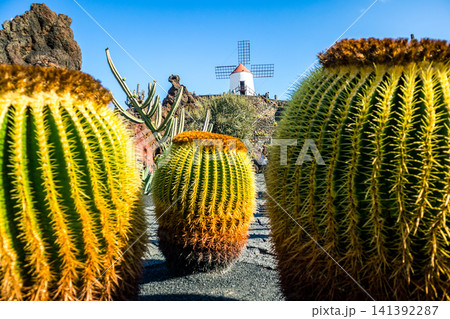 Jardin de Cactus designed by Cesar Manrique in Guatiza, Lanzarote. Traditional windmill rising above the famous Cactus Garden in Lanzarote. Jardin de Cactus designed by Cesar Manrique in Guatiza, Lanzarote. Traditional windmill rising above the famous Cactus Garden in Lanzarote. 141392287