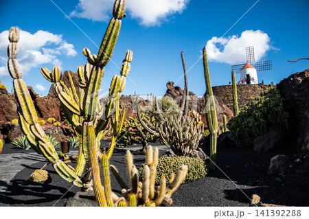 Jardin de Cactus designed by Cesar Manrique in Guatiza, Lanzarote. Traditional windmill rising above the famous Cactus Garden in Lanzarote. Jardin de Cactus designed by Cesar Manrique in Guatiza, Lanzarote. Traditional windmill rising above the famous Cactus Garden in Lanzarote. 141392288