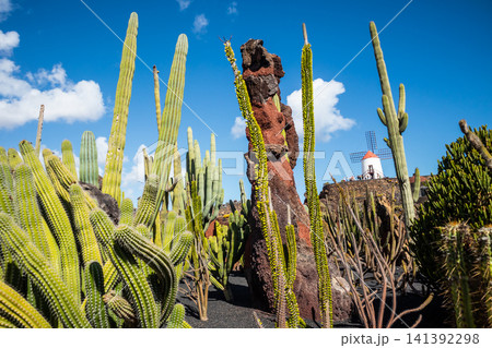 Jardin de Cactus designed by Cesar Manrique in Guatiza, Lanzarote. Traditional windmill rising above the famous Cactus Garden in Lanzarote. Jardin de Cactus designed by Cesar Manrique in Guatiza, Lanzarote. Traditional windmill rising above the famous Cactus Garden in Lanzarote. 141392298