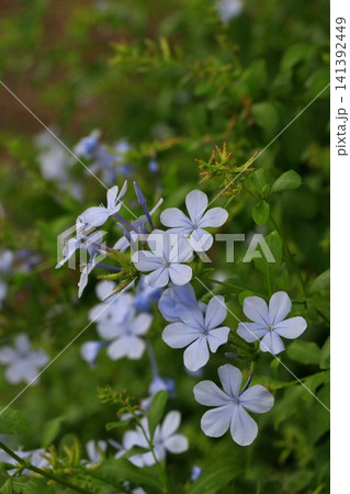 ルリマツリの花 141392449