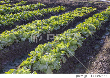みずみずしく育った白菜畑と収穫された新鮮な白菜の農業風景 141392537
