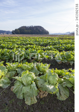 みずみずしく育った白菜畑と収穫された新鮮な白菜の農業風景 みずみずしく育った白菜畑と収穫された新鮮な白菜の農業風景 141392538