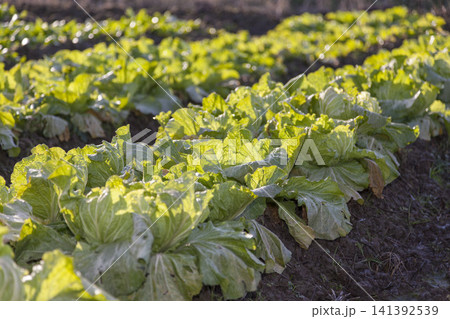 みずみずしく育った白菜畑と収穫された新鮮な白菜の農業風景 141392539