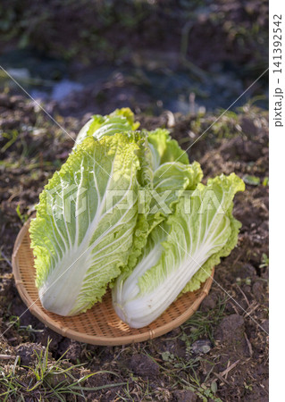 みずみずしく育った白菜畑と収穫された新鮮な白菜の農業風景 141392542