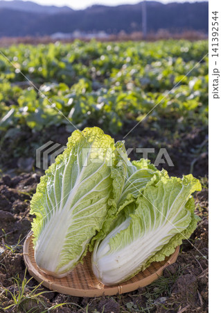みずみずしく育った白菜畑と収穫された新鮮な白菜の農業風景 みずみずしく育った白菜畑と収穫された新鮮な白菜の農業風景 141392544