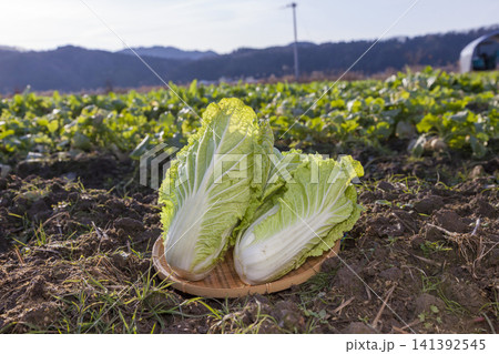みずみずしく育った白菜畑と収穫された新鮮な白菜の農業風景 みずみずしく育った白菜畑と収穫された新鮮な白菜の農業風景 141392545