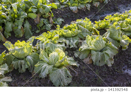 みずみずしく育った白菜畑と収穫された新鮮な白菜の農業風景 141392548
