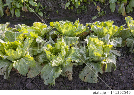 みずみずしく育った白菜畑と収穫された新鮮な白菜の農業風景 141392549