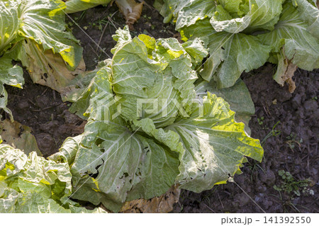 みずみずしく育った白菜畑と収穫された新鮮な白菜の農業風景 141392550