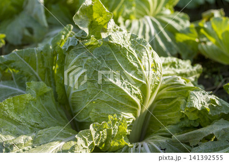 みずみずしく育った白菜畑と収穫された新鮮な白菜の農業風景 141392555