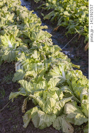 みずみずしく育った白菜畑と収穫された新鮮な白菜の農業風景 141392557