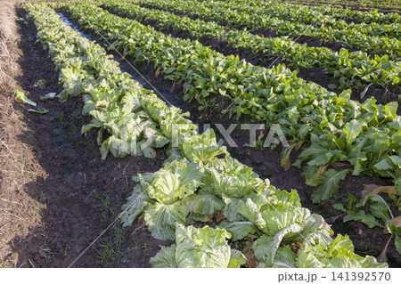みずみずしく育った白菜畑と収穫された新鮮な白菜の農業風景 141392570
