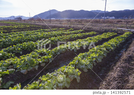 みずみずしく育った白菜畑と収穫された新鮮な白菜の農業風景 みずみずしく育った白菜畑と収穫された新鮮な白菜の農業風景 141392571