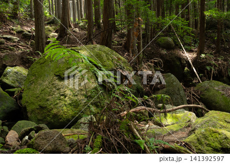 森林の中の苔むした岩とシダ植物 森林の中の苔むした岩とシダ植物 141392597