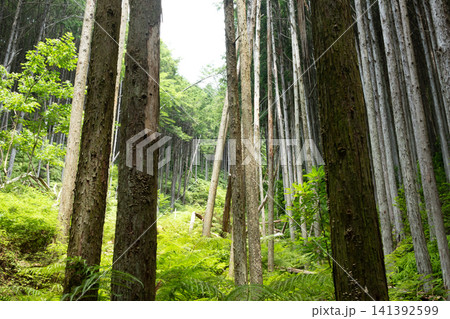 緑豊かな森林の風景 緑豊かな森林の風景 141392599