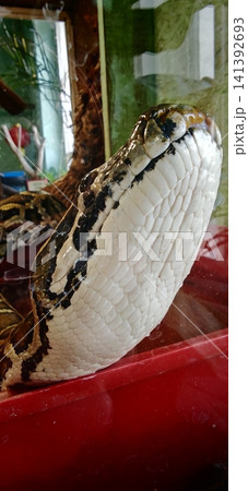 Snake resting inside a glass enclosure in a local animal store 141392693