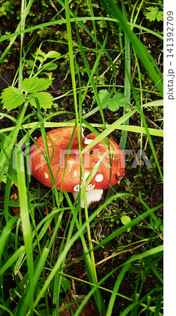 Mushroom grows on forest floor among grass and plants in daylight 141392709