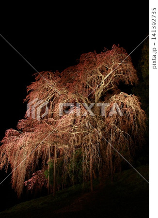 夜に浮かび上がる枝垂れ桜 立構図 夜に浮かび上がる枝垂れ桜 立構図 141392735