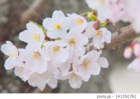 爽やかに咲く桜 自然風景 爽やかに咲く桜 自然風景 141392762